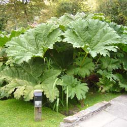 Ruibarda gigante de Brasil